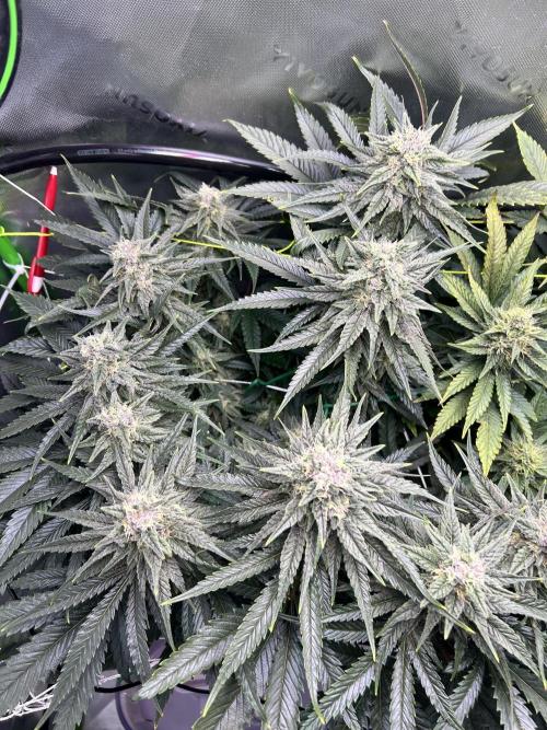 Winter Shorties. Week 8