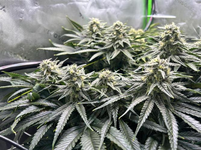 Winter Shorties. Week 8