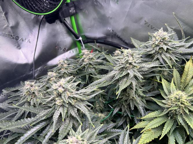 Winter Shorties. Week 8