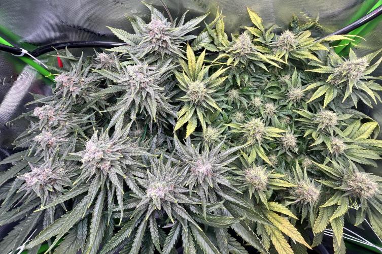 Winter Shorties. Week 9