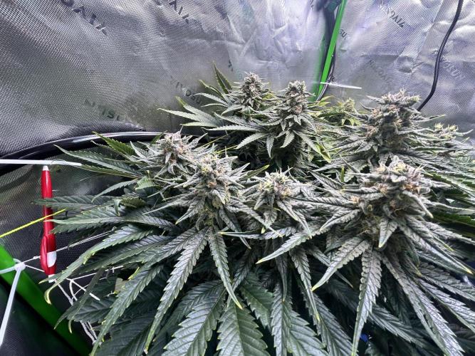 Winter Shorties. Week 9 - PE