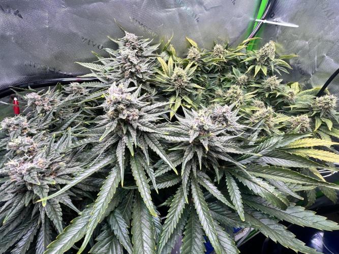 Winter Shorties. Week 9 - PE