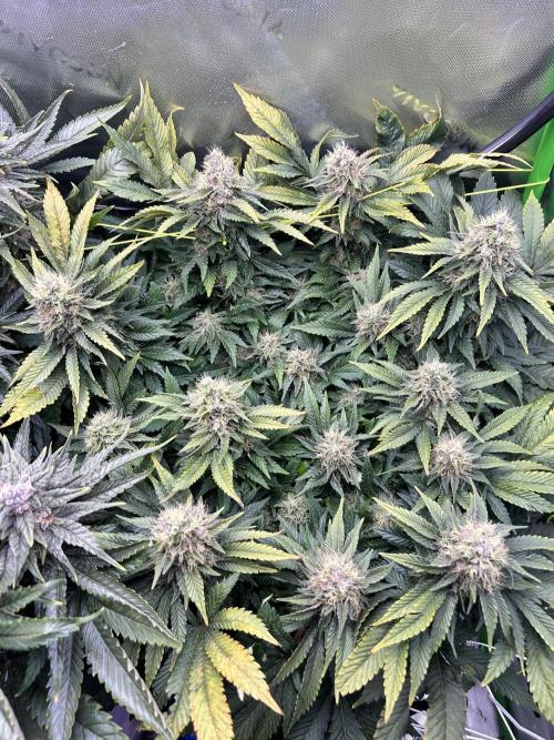 Winter Shorties. Week 9 - SZ