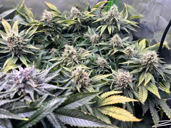 Winter Shorties. Week 9 - SZ