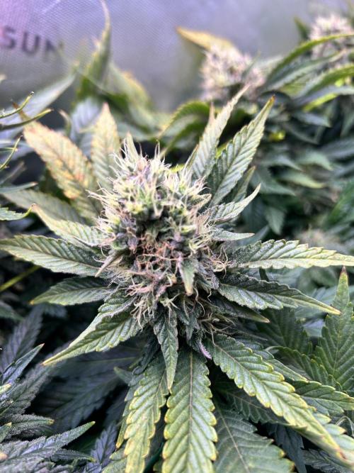 Winter Shorties. Week 9 - SZ