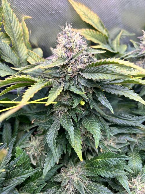 Winter Shorties. Week 9 - SZ