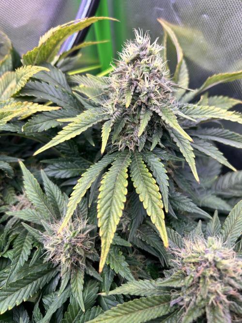 Winter Shorties. Week 9 - SZ