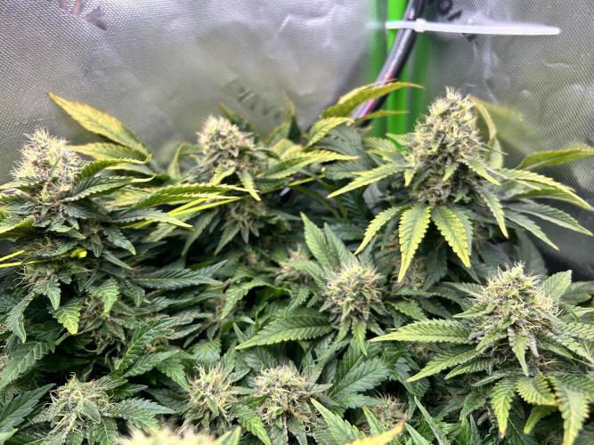 Winter Shorties. Week 9 - SZ