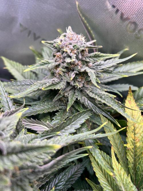 Winter Shorties. Week 9 - PE