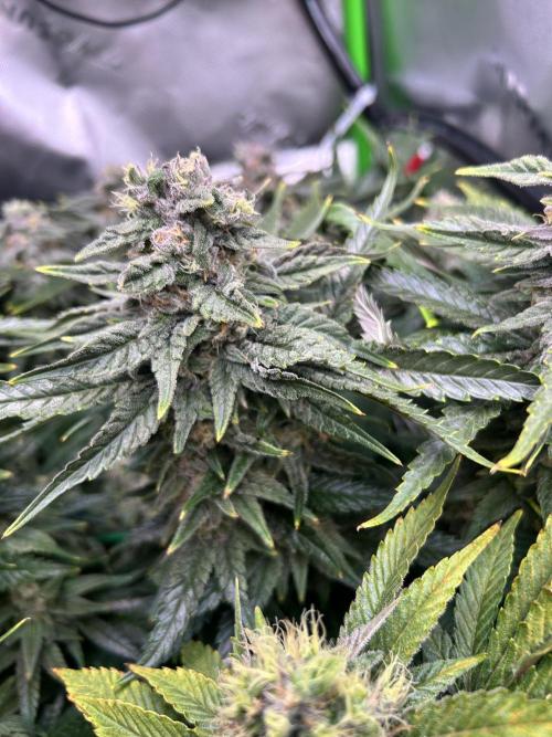 Winter Shorties. Week 9 - PE