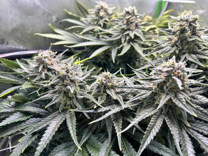 Winter Shorties. Week 9 - PE