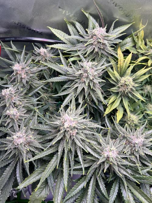 Winter Shorties. Week 9 - PE