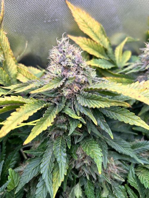 Winter Shorties. Week 10 - SZ