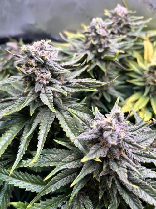 Winter Shorties. Week 10 - PE