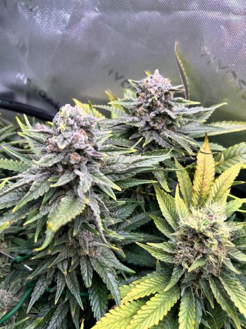 Winter Shorties. Week 10 - PE