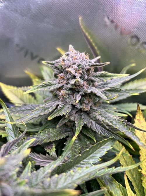 Winter Shorties. Week 10 - PE