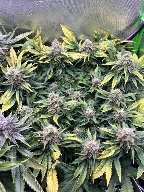 Winter Shorties. Week 10 - SZ