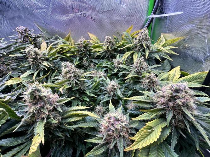 Winter Shorties. Week 10 - SZ