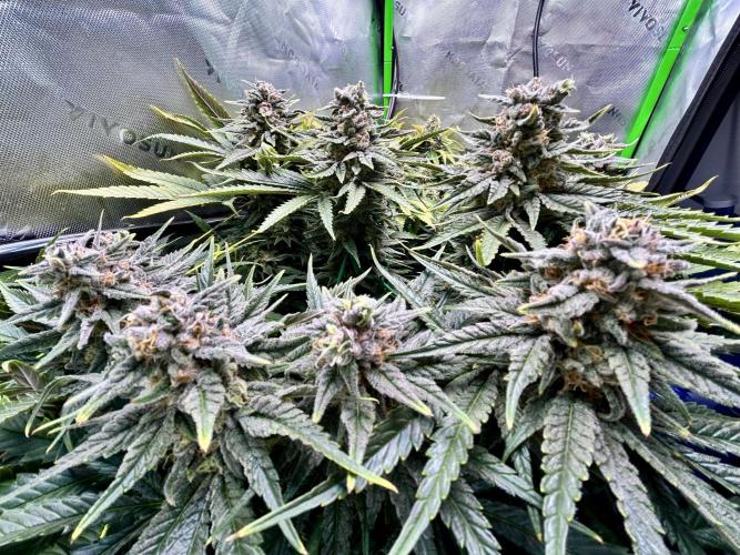 Winter Shorties. Week 10 - PE