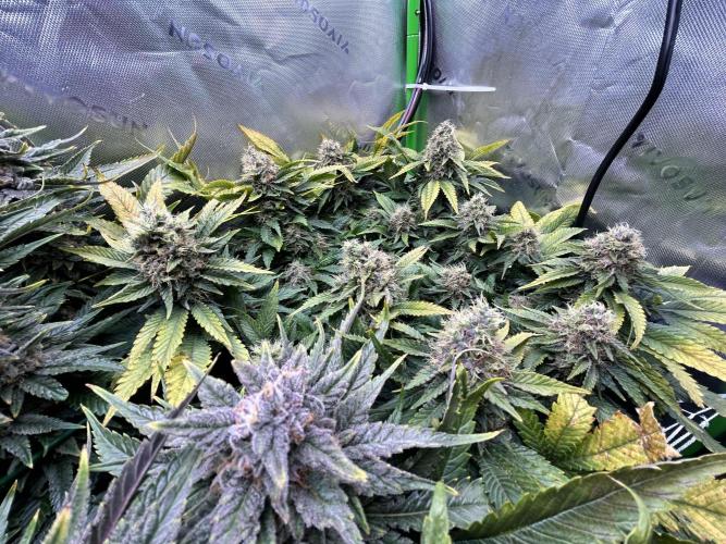 Winter Shorties. Week 10 - SZ