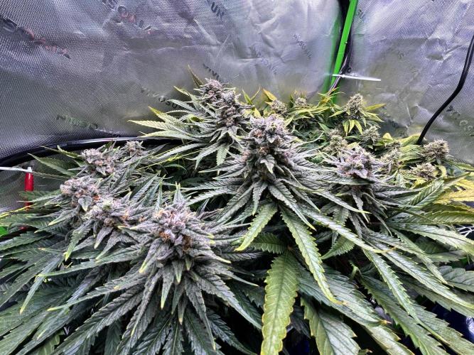 Winter Shorties. Week 10 - PE