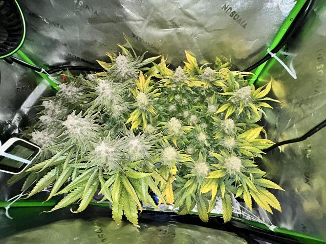 Winter Shorties. Week 10