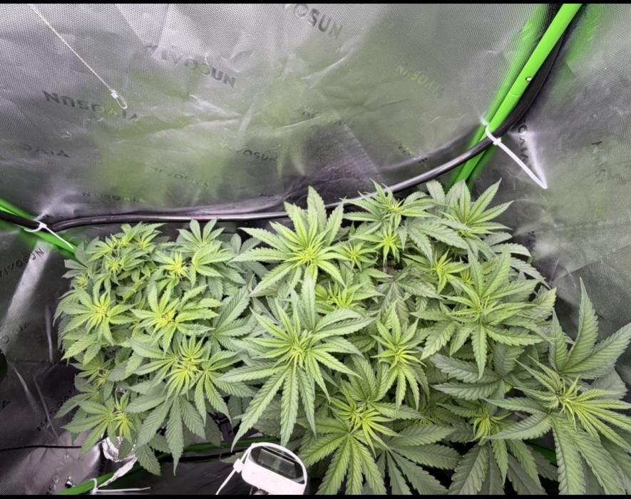 RedHot CheeseCake. Week 4 - Red Hot Cookies is on the right and Bubba Cheesecake is on the left