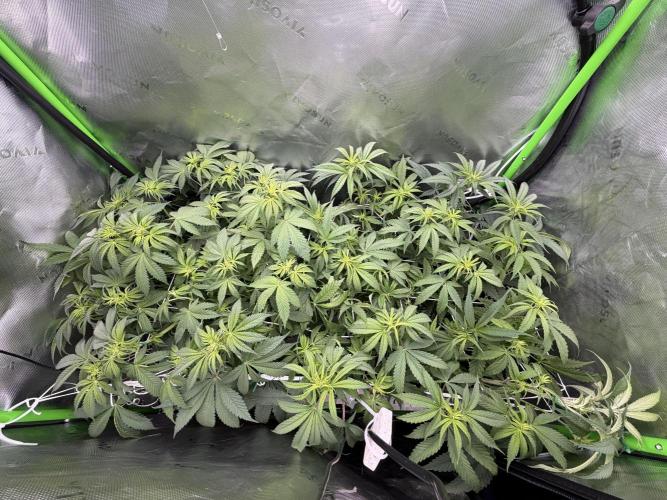 RedHot CheeseCake. Week 6 - Just after defoliation and lollipop