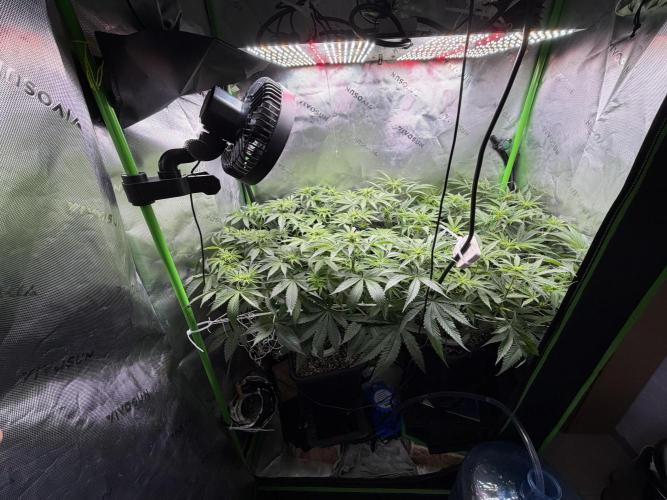 RedHot CheeseCake. Week 6 - Whole tent