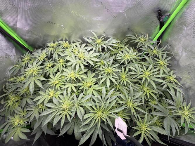 RedHot CheeseCake. Week 6 - RHC left, BC right