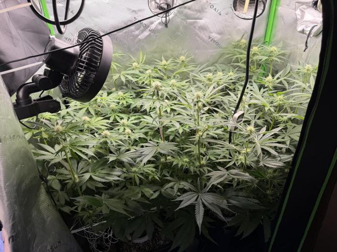 RedHot CheeseCake. Week 7 - Full Tent