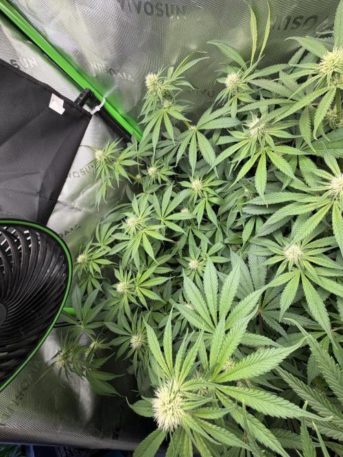 RedHot CheeseCake. Week 7 - RHC