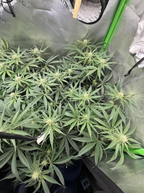 RedHot CheeseCake. Week 7 - BCH