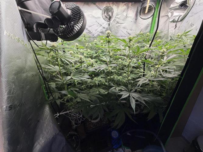 RedHot CheeseCake. Week 7