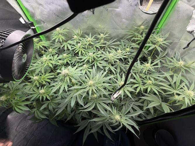 RedHot CheeseCake. Week 7