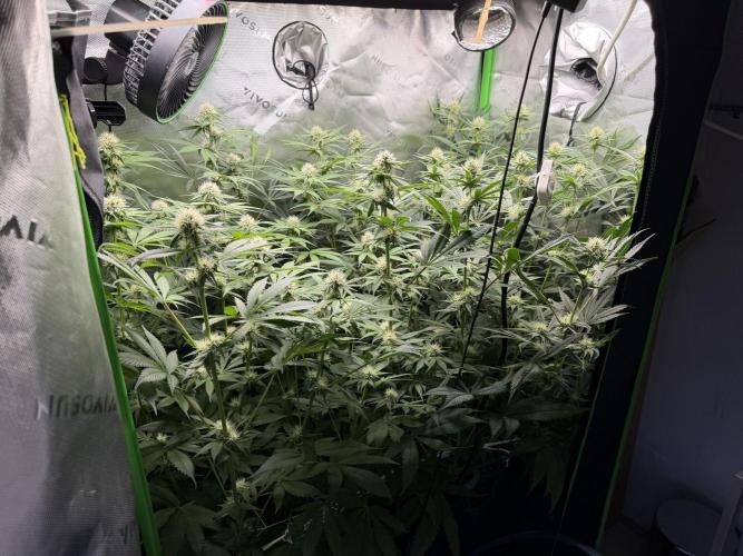 RedHot CheeseCake. Week 8 - Full Tent