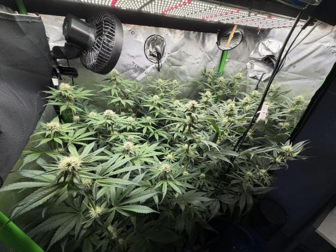 RedHot CheeseCake. Week 8