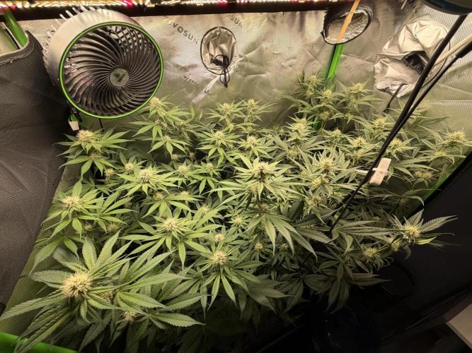 RedHot CheeseCake. Week 8