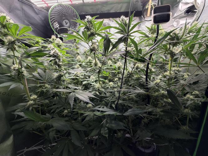 RedHot CheeseCake. Week 9 - Mid-level Canopy