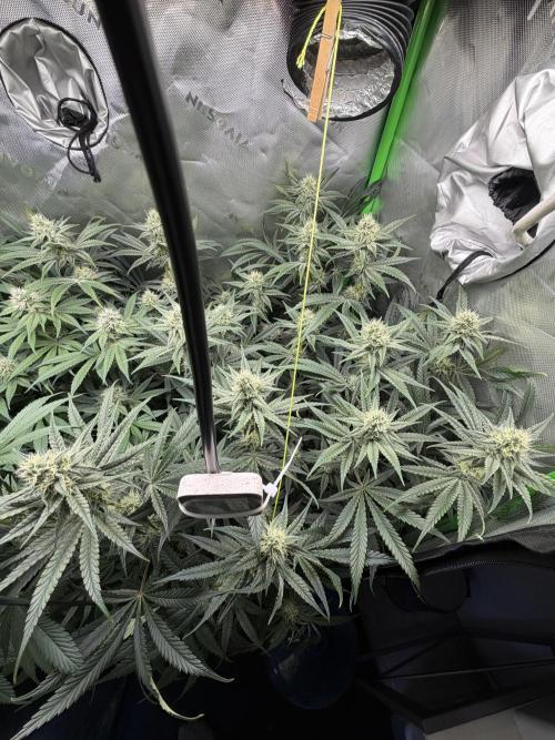 RedHot CheeseCake. Week 9 - BBC