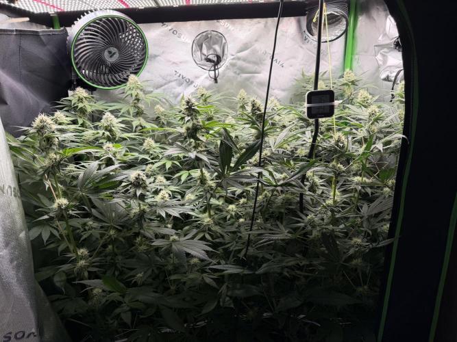 RedHot CheeseCake. Week 9 - Upper canopy