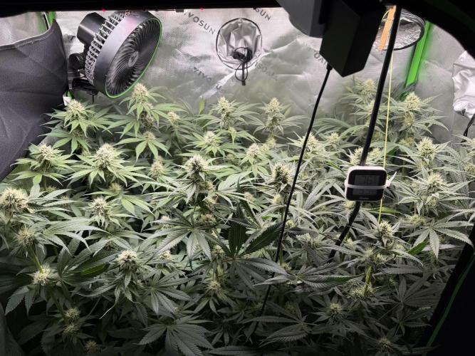 RedHot CheeseCake. Week 9 - Full Tent