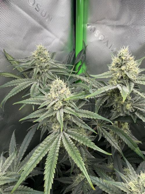 RedHot CheeseCake. Week 10 - BCC Nug to watch 3