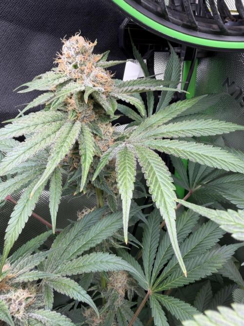 RedHot CheeseCake. Week 11 - RHC Nug to watch 2