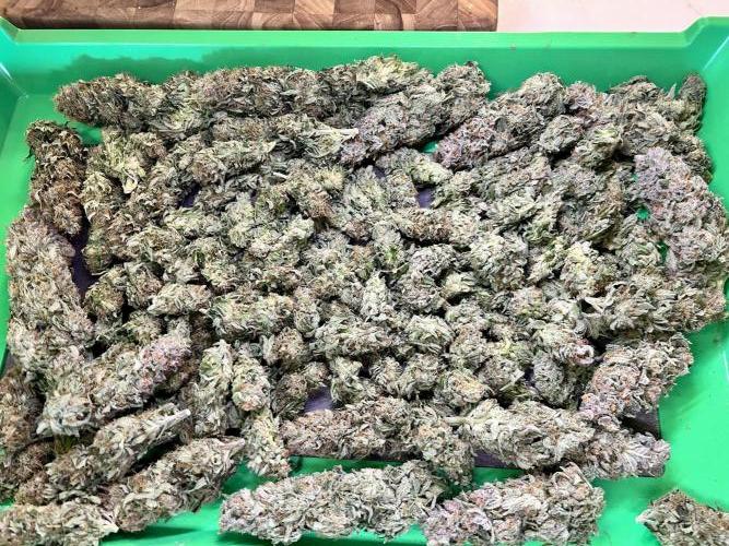 Winter Shorties. Week 11 - Entire harvest