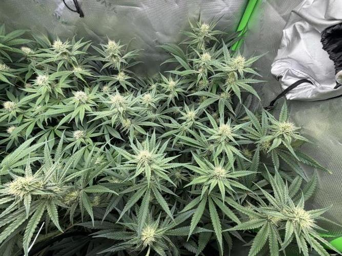 RedHot CheeseCake. Week 8 - Bubba Cheesecake, the amount of sugar on the leaves already 🤤