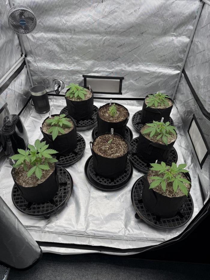 Breed tester run (wilt 1s and 13's). Week 1