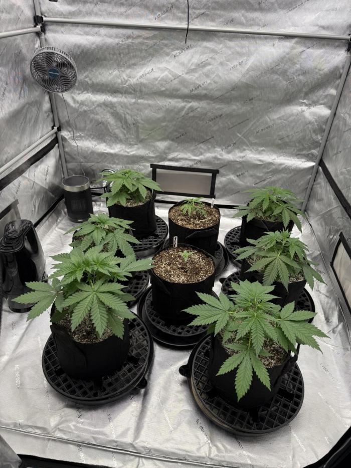 Breed tester run (wilt 1s and 13's). Week 2