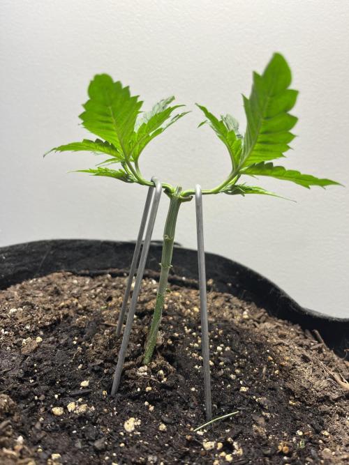 Doug’s Varin. Week 4