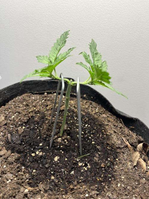 Doug’s Varin. Week 4